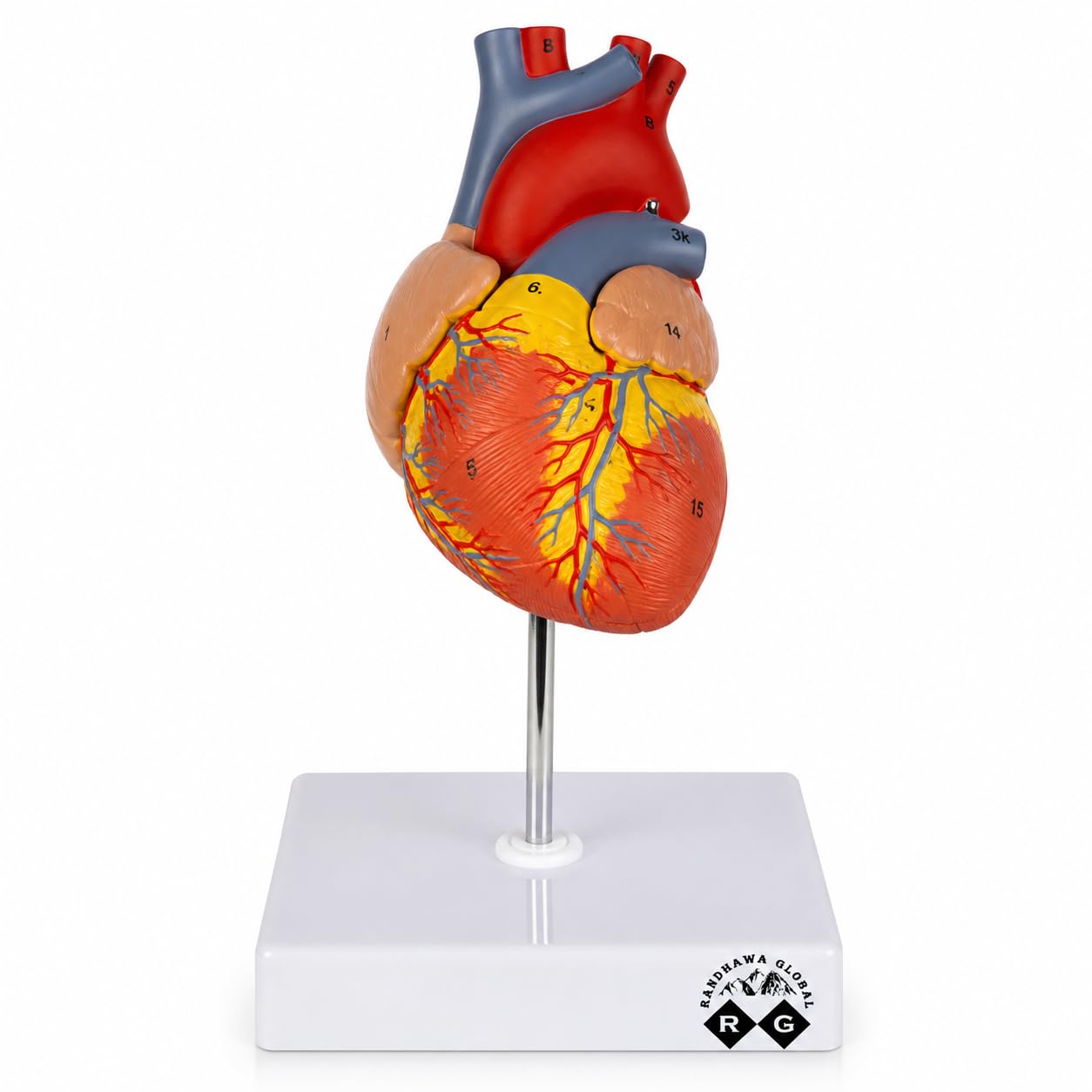 RG® Human Heart Model on Stand