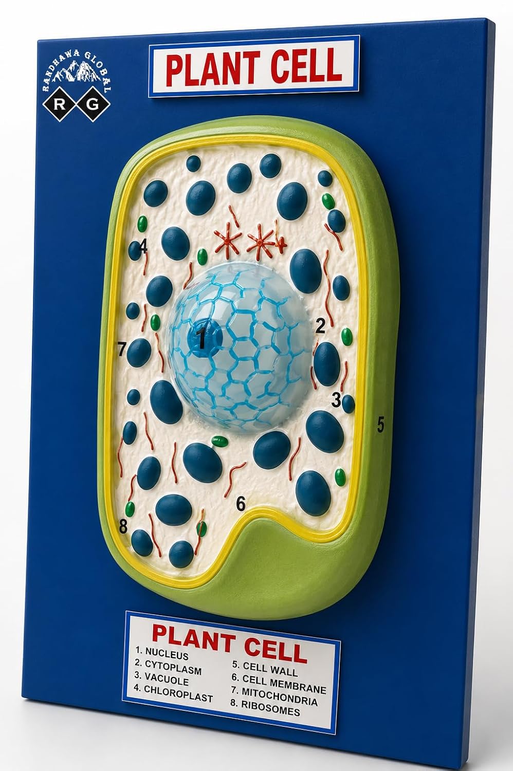RG® Plant Cell Model on Board
