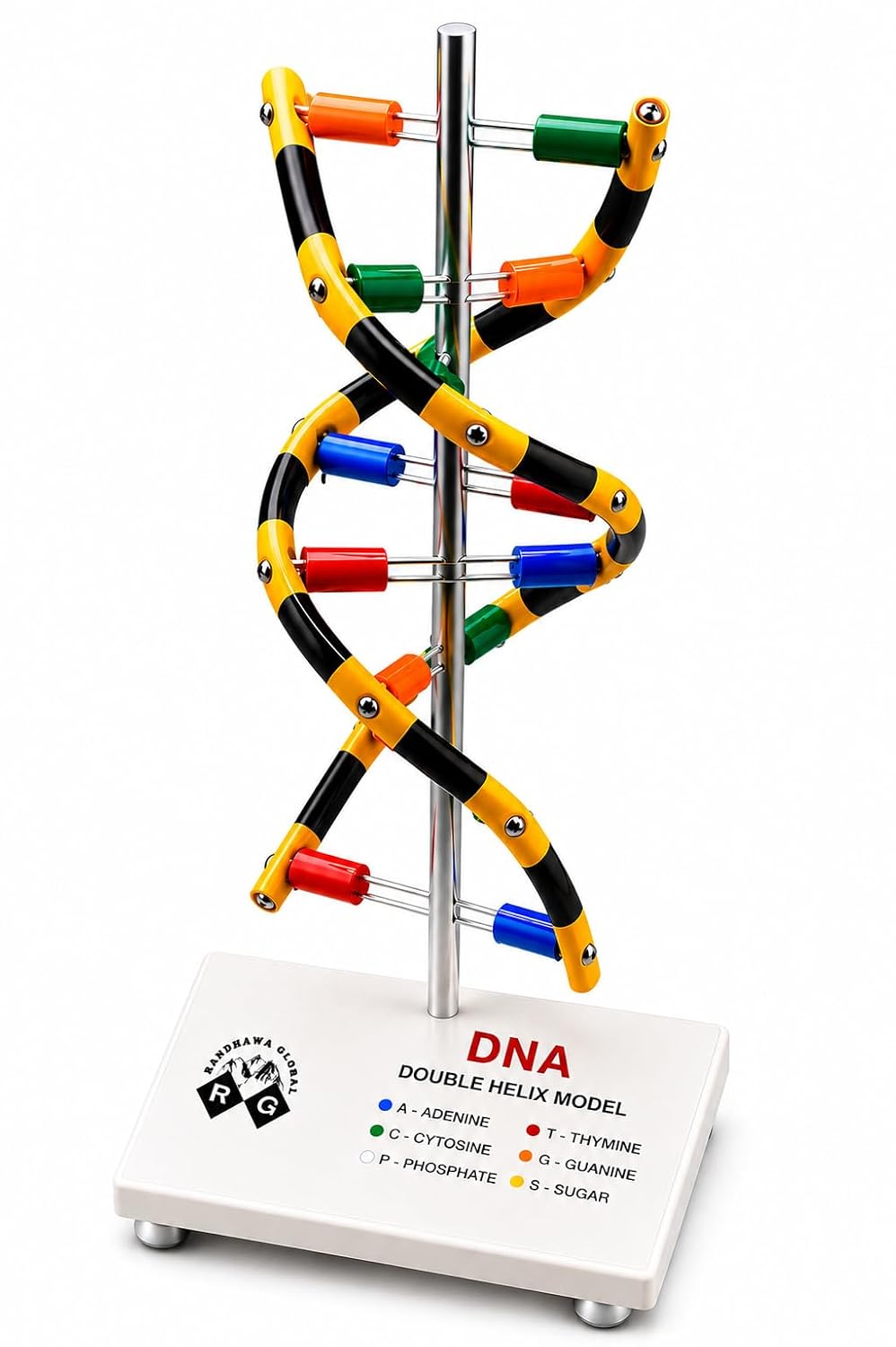 RG® DNA Double Helix Model on Stand