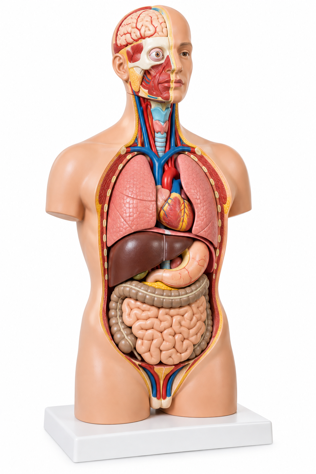 RG® Human Torso Anatomical Model — Unisex, 12 Parts