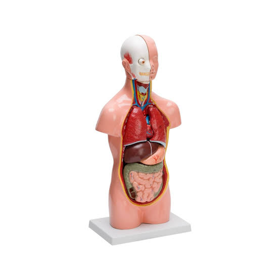 RG® Human Torso Anatomical Model — Small, 7 Parts, 8 × 10 inch