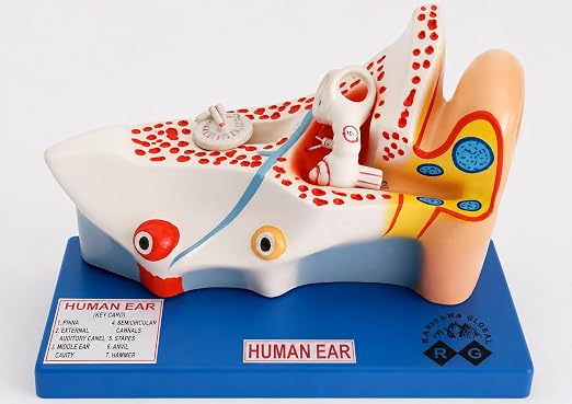 RG® Human Ear Anatomical Model