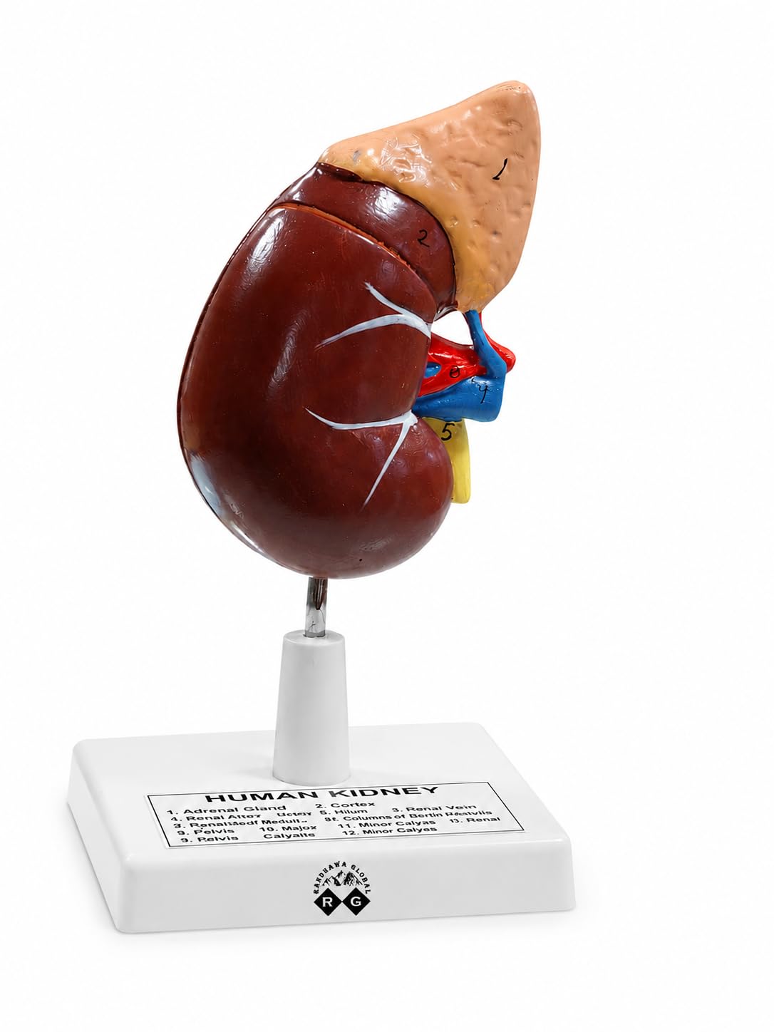 RG® Human Kidney Model on Stand